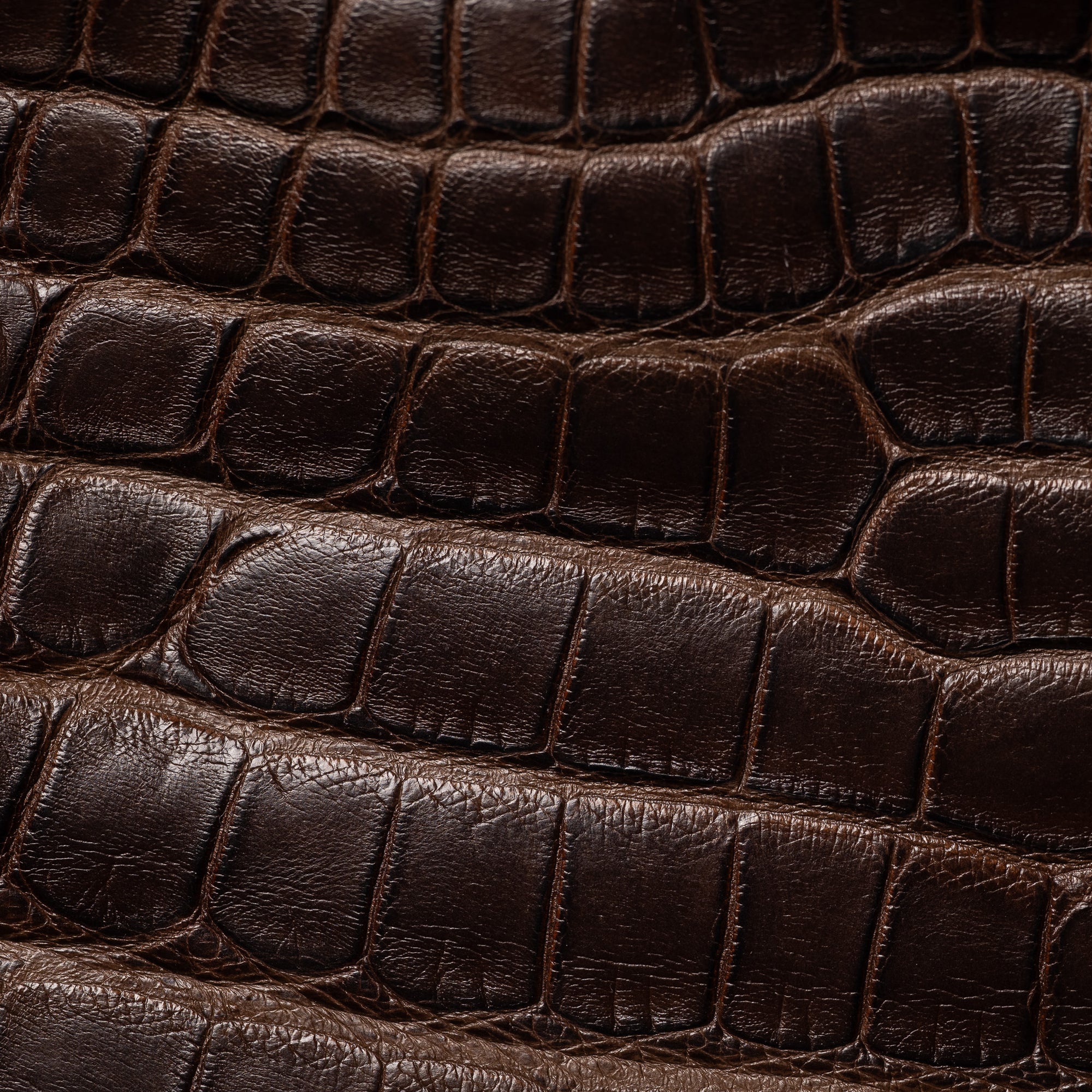 The Alligator Zipper Pouch: Brown